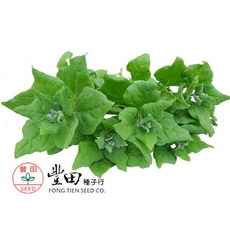 【野菜部屋】A20 香甜菠菜種子 (約60粒) 5公克 番杏 紐西蘭菠菜, 1包