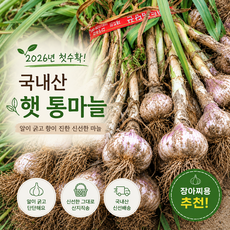 [새록마켓] 국내산 햇 통마늘 2026년 첫수확, 1개, 3kg