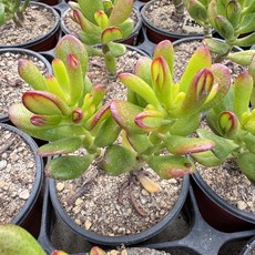 호빗우주목 M 돈나무 슈렉귀 다육이 선물 공기정화 화분, 단일, 1개