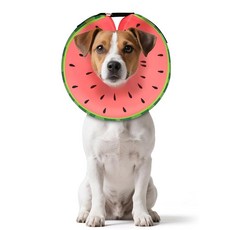 MIDOG 대형견을 위한 도그 콘 칼라 수술 후 부드러운 공기 주입식 도그 콘 대체품 조절 가능한 보호 회복 콘 - 대체 E 칼라는 시야를 차단하지 않습니다(라이온 XS), 수박