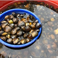 [산지직송] 국내산 자연산 새벽조업 당일배송 햇 생물 섬진강 명지 재첩 1kg 200미 내외. 2kg 400미 내외 선물용 가정용, 1박스, 섬진강 명지 햇 생물재첩 1kg 200미 내외