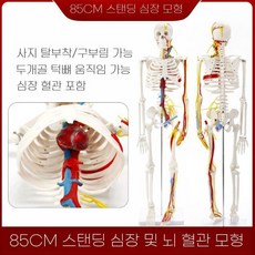 ZIPIA 뼈모형 인체 골격 해골 교육용 척추 교육 병원, F. 척추 신경 없는 심장 혈관 신경85cm