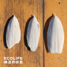 갑오징어 뼈 1개 공벌레/콩벌레 은신처 칼슘제공 사료