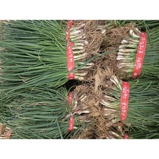 [당일수확] 국내산 해풍맞은 햇 흙쪽파 쪽파, 1개, 1.5kg