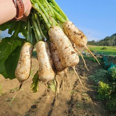 강원도 청정지대 알타리무 명품총각무, 1개, 강원도 고랭지 알타리무 4kg(2-3단)