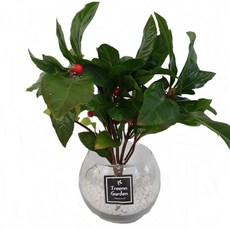 트리앤 1+1 푸딩병 개운죽 / 단지(1개) 아이비식물 테이블야자 천냥금 행운목 산데리아 홍콩야자 수경식물 수경재배, 78. 단지 천냥금(흰색) 1개, 1개