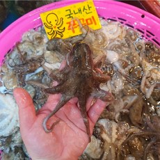 선주직송 국내산 알배기 활 쭈꾸미 주꾸미, 1개, 5kg