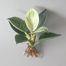 수경 재배 식물 무늬 콩고 버킨 콩고 1p 실내 공기정화식물 플랜테리어, 식물단품, 1개