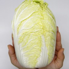 국내산 알배기배추 1통 알배추 쌈배추 가락시장 당일새벽경매, 국내산 알배기 배추 1통