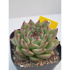 [가람다육] 그리스나 다육이, 1개, 그리스나90