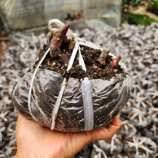 토종작약 색상랜덤 한 덩이69 화단 정원 노지월동 숙근식물 꽃비종합원예, 1개, 랜덤