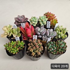 제이팟다육 꽃피는 미니 다육이 식물 실내공기정화, 20개, 다육식물