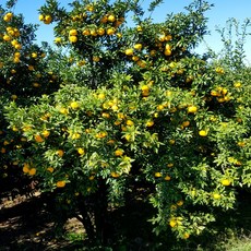 청담농수산 산지직송 고흥 유자 생과, 1개, 5kg 소과