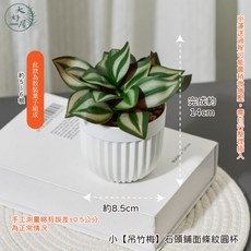 大好屋 仿真小觀葉盆組 網紋草 白脈椒草 拍照道具, 1個, 小【吊竹梅】石頭鋪面條紋圓杯