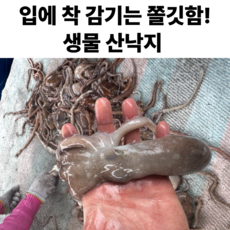 생물 산낙지 살아있는 낙지 산소포장 국산, 1세트, 산낙지 3미