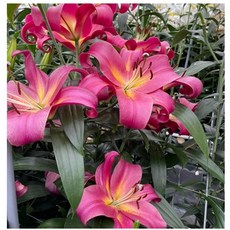 도도팜 향기좋은 백합구근 네델란드 야생화 백합꽃구근 백합뿌리 백합모종 토분백합 월동식물, 01. 백합 구근 (빨강) 1개, 1개