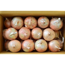 국내산 단단한 햇양파 양파 특품, 1박스, 3kg
