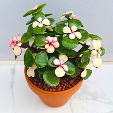 다육식물 선인장 핑크사랑무 농장직송 산아래 다육이 생명력최고 키우기쉬운 공기정화, 1개