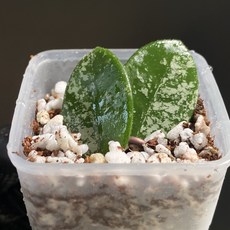 호야 마틸드 스플래쉬 동일품배송