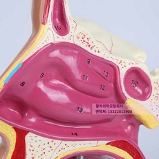 후두 모형 구강 구조 해부학 기도 인체 의사국시 식도 보건 사람 비인두 구인두 교육 비강, 1. 코 해부 모형