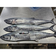 [먹깨비]통영 제철 신선한 급냉 대삼치회 500g, 2개, 대삼치회500g