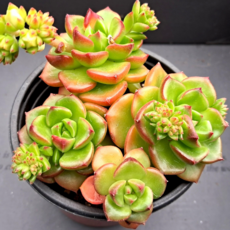 꽃보다 예쁜 다육식물 8종, 3번 [ 레티지아 ]