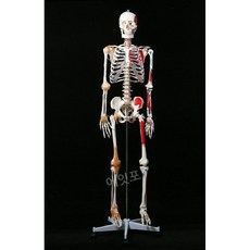 인체골격 모형 뼈조각 해부학 인골 교육 골격 산골 전신 해골, 근육 시작/정지 인대, 1개
