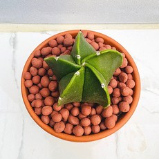 청난봉옥 농장직송 산아래 다육이 생명력최고 키우기쉬운 공기정화 전자파차단 하월시아 다육 식물 선인장, 1개, 럭셔리