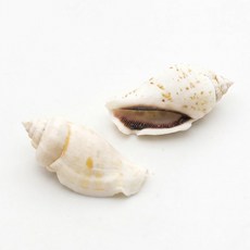 오꿈 조개모형 조개껍데기 100g, A09 조개껍질 고둥 (100g), 1개
