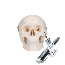 3B Scientific A24 Functional Skull wt Masticator Muscles 2-part Smart Anatomy, 3-part mini skull