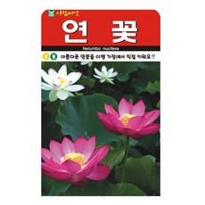 저스틴앤클로이 연꽃 고급꽃씨 10립, 1개