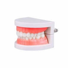 치아 모형 모형이빨 칫솔질교육 입모형 이빨모형 구강교육, 1개