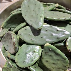 천년초 손바닥 선인장, 1차세척1..2년줄기2kg, 1개