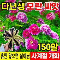 [쉬운재배] 50/100/200/300 모란꽃 씨앗 모란 모종 정원꾸미기, 150개