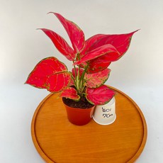 아글레오네마 지리홍 화룡 소품 관엽식물 제이팜, 1개