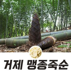 거제 자연의선물 햇 맹종죽순(삶은죽순) 500g 사찰음식, 1개