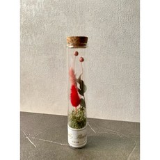 Sally Flower 瓶中花 乾燥永生花束 玻璃試管花, 紅色兔尾草,加購禮盒+燈飾+提袋