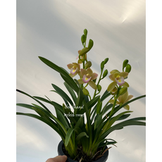 [찬란한오키드] 미니심비디움 동양심비 스프링파루 꽃대 3대 실내식물 서양란, 1개