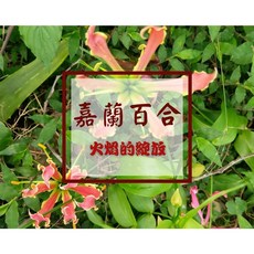 [園藝植作] 辛巴威國花 - 嘉蘭百合 火焰百合 塊莖販售 丨觀賞花丨【咕米魔法屋】, 紅粉色,小尺寸(3-5cm左右)