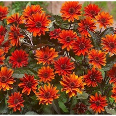 하늘바라기-파이어트위스트 [야생화담담], 1개