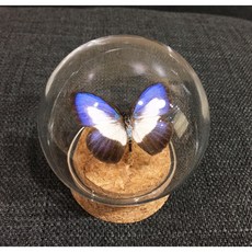 蟲新發現 蝴蝶標本A1 玻璃罩藝品系列 - 迷你玻璃罩蝴蝶組, 1個