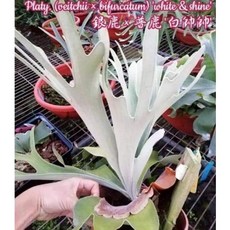 銀鹿 二叉 白帥帥 2.5吋側芽 - 耐操的交種, 1個