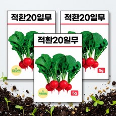 적환20일무 씨앗 종자 5g, 3개