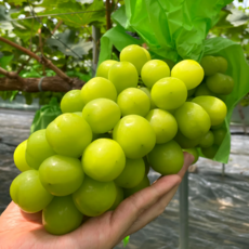 [만족도1위] 알이 굵은 고당도 샤인머스켓, 1박스, 2kg(2~4수)