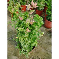 斑葉九重葛盆栽 三角梅 觀賞植栽, 1個