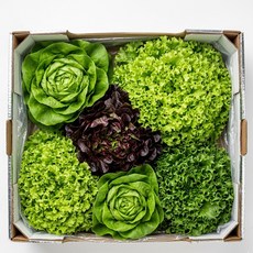 [자연한입] 무농약 유러피안 샐러드 모둠 쌈채소, 1kg, 1개