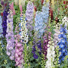 [Qgarden] 델피늄 숙근 Mix 유럽 직수입 구근 특선 노지월동 다년생, 2) 스카이 블루, 1개