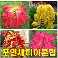희귀꽃씨 삼색아마란스 포인세티아혼합 15립, 1개