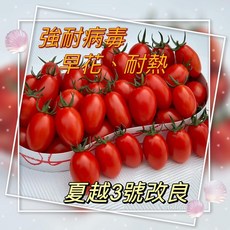 L17 改良夏越三號蕃茄種子 強耐病毒 早花 耐熱, 1包
