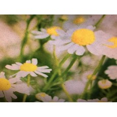 德國洋甘菊精油 10ml分裝罐 花瓣蒸餾 花瓣氣味 產地印度, 1個